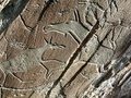 Ученые нашли древние петроглифы на скалах Кузбасса